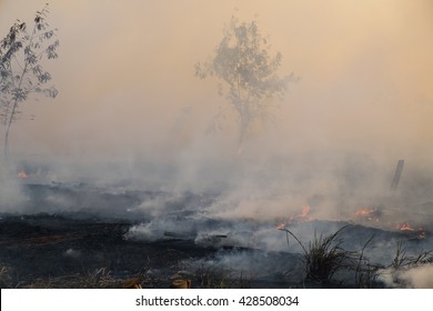 Smoke Field After Wildfire.