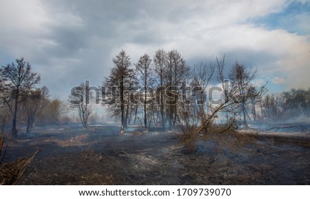 Smoke rising from a burned forest. Forest Fire. Development of forest fire. Flame is starting damage of trunk. Severe burn Fire destroyed everything Left only scorched trees and ashes. 
Chernobyl.