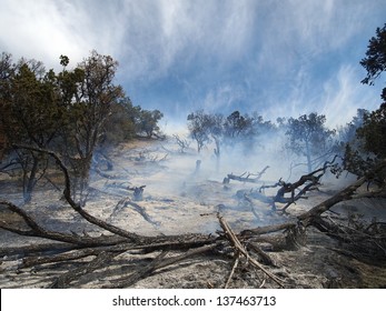 Smoke rising from a partially burned forest.