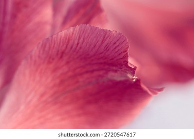 Smoke selective soft focus red, pink Flower Petals. Natural blur background.