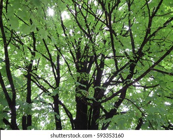 A Smoke Stained Tree At The Jack Daniels Distillery In Lynchburg, TN