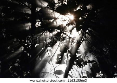 Similar – Foto Bild The covert light