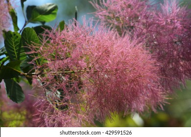 Smoke Tree