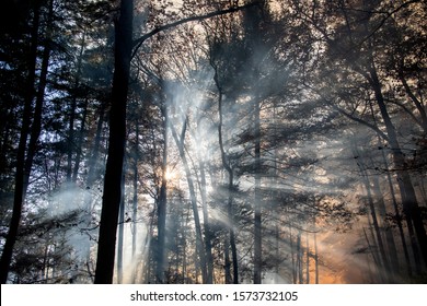 Smoke Woods Aftermath Controlled Burn Cades Stock Photo 1573732105 ...