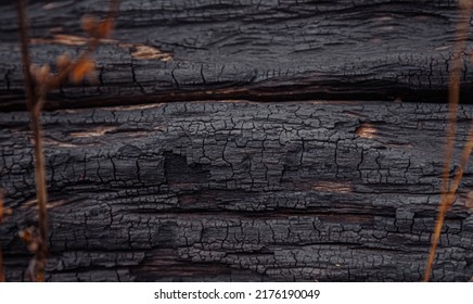 Smoked Burned Wood Texture. Selective Focus Black Charcoal Background. Dark Charcoal Texture. 