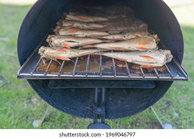 Smoked Perch, Small Fish, In A Home Smoker.