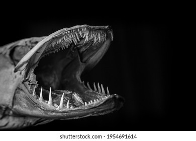 Smoked Predatory Fish Pike And Its Teeth