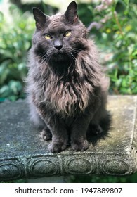 Smokey Bear On His Daily Prowl