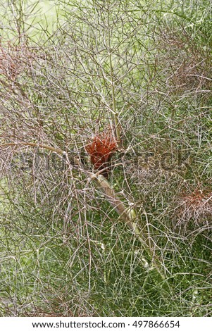 Similar – Image, Stock Photo Vari Portrait Nature