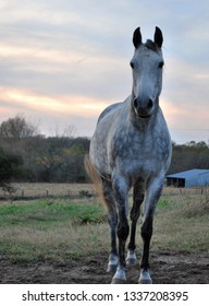 Smokey The Horse, Saint Joseph, Missouri