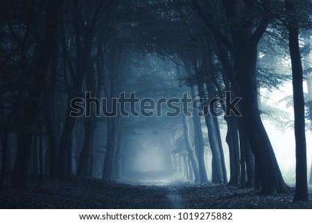 Smokey lane in the forest