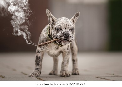 smoking blue merle French bulldog