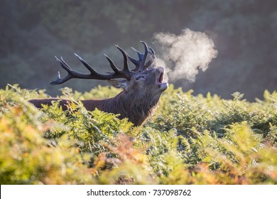 A Smoking Stag. Stag Roaring In The Cold Morning Air Causes His Breath To Cloud Around Him Like He's Smoking.