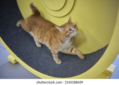 Smoky Cat Running On Exercise Wheel. Training Apparatus.