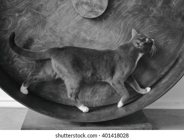 Smoky Cat Running On Exercise Wheel. Black And White.