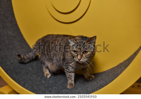 Smoky
cat running on exercise wheel. training
apparatus.