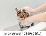 smoky cat washing in white bath by veterinarian or groomer with sponge with foam