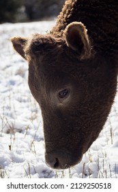 Smoky Cow In The Snow