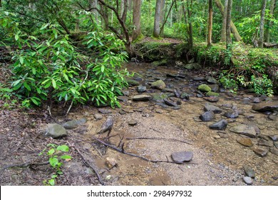 Smoky Mountain Stream. Pristine Stream Flows Through A Grove Of Rhododendron Along A Hiking Trail In The Great Smoky Mountains National Park. 