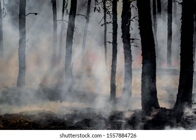 Smoldering Embers And Hotspots In The Forest After A Wild Land Fire Crew Has Just Moved Out