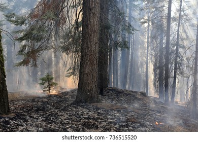 A Smoldering Wildfire In Northern California.