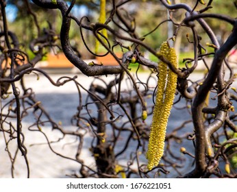 Smooth Alder in the early spring. Blossom of Alnus Serrulata (hazel alder).