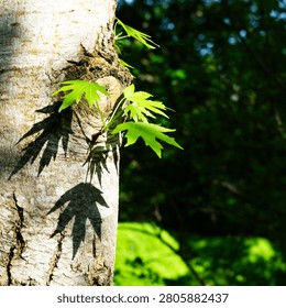 Smooth bark of liquidambar tree (Liquidambar styraciflua) or American sweetgum with distinctive star-shaped leaves casting shadows, creating an intricate pattern against the pale trunk of Amber tree