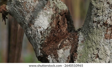 Smooth bark of a young tree with subtle lines and soft patterns. Captured in natural light, showing early growth and clean organic texture.