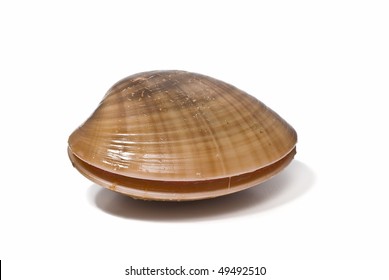 Smooth Clam Isolated On A White Background.