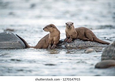 Smooth Coated Otter