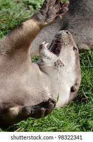 Smooth Coated Otter