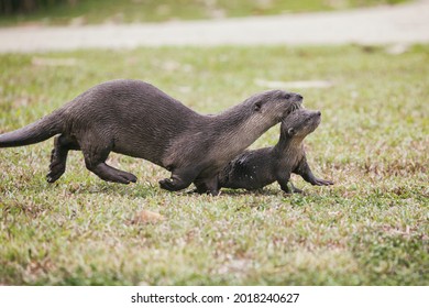 504 Smooth Coated Otter Images, Stock Photos & Vectors | Shutterstock