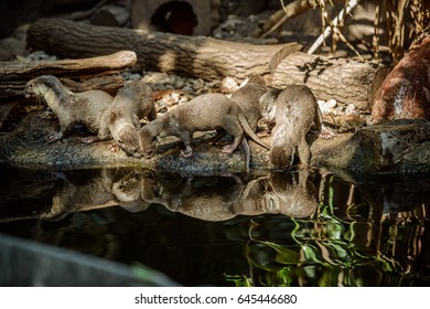 Smooth Coated Otter Portrait