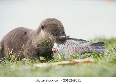 A Smooth Coated Otter Pup Having A Meal.