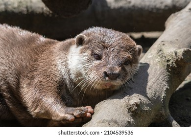 Smooth Coated Otter Resting on Rocks
