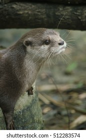 Smooth Coated Otter Sleep On The Tree