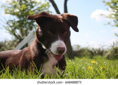 Border Collie Short Hair Images Stock Photos Vectors Shutterstock