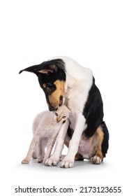 Smooth Collie Dog Pup And LaPerm Cat Kitten, Playing And Rubbing Against Each Other. Both Looking To The Back. Isolated On A White Background.