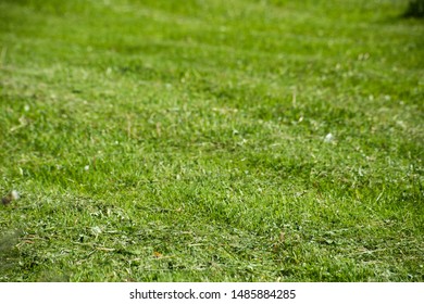 Smooth cut grass is close, soft focus