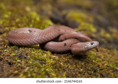 6,090 Smooth snake Images, Stock Photos & Vectors | Shutterstock