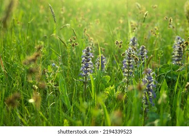 Smooth Focus Blury Image Of Beautiful Meadow In Spring. Purple Flowers In Green Grass With Sunrise At Dawn