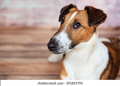 Smooth Fox Terrier