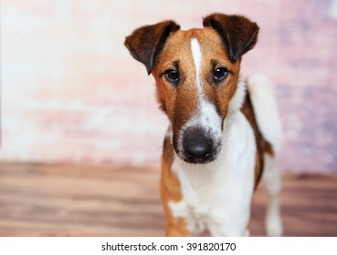 Smooth Fox Terrier