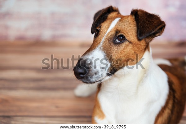 Smooth fox\
terrier