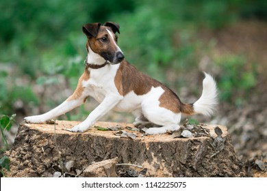 smooth fox terrier lies on 260nw 1142225075