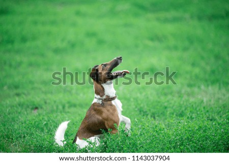 Similar – Happy Dog on Green Grass