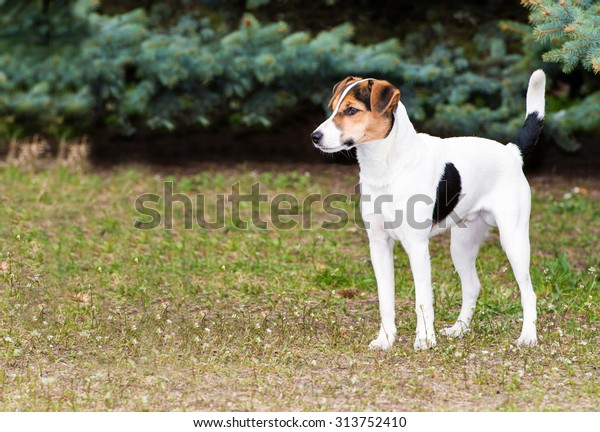 Smooth Fox Terrier stands.  The Smooth Fox Terrier\
stands in the park.