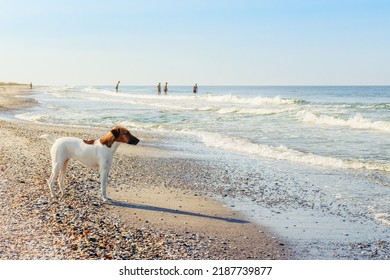 Smooth Fox Terrier stands. The Smooth Fox Terrier stands in the park.A smooth-haired fox terrier is standing. A smooth-haired fox terrier is standing on the seashore. - Shutterstock ID 2187739877
