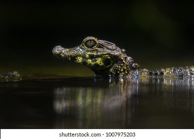 Smooth Fronted Caiman Laying On A Log Under Water