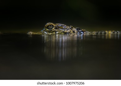 Smooth Fronted Caiman Laying On A Log Under Water